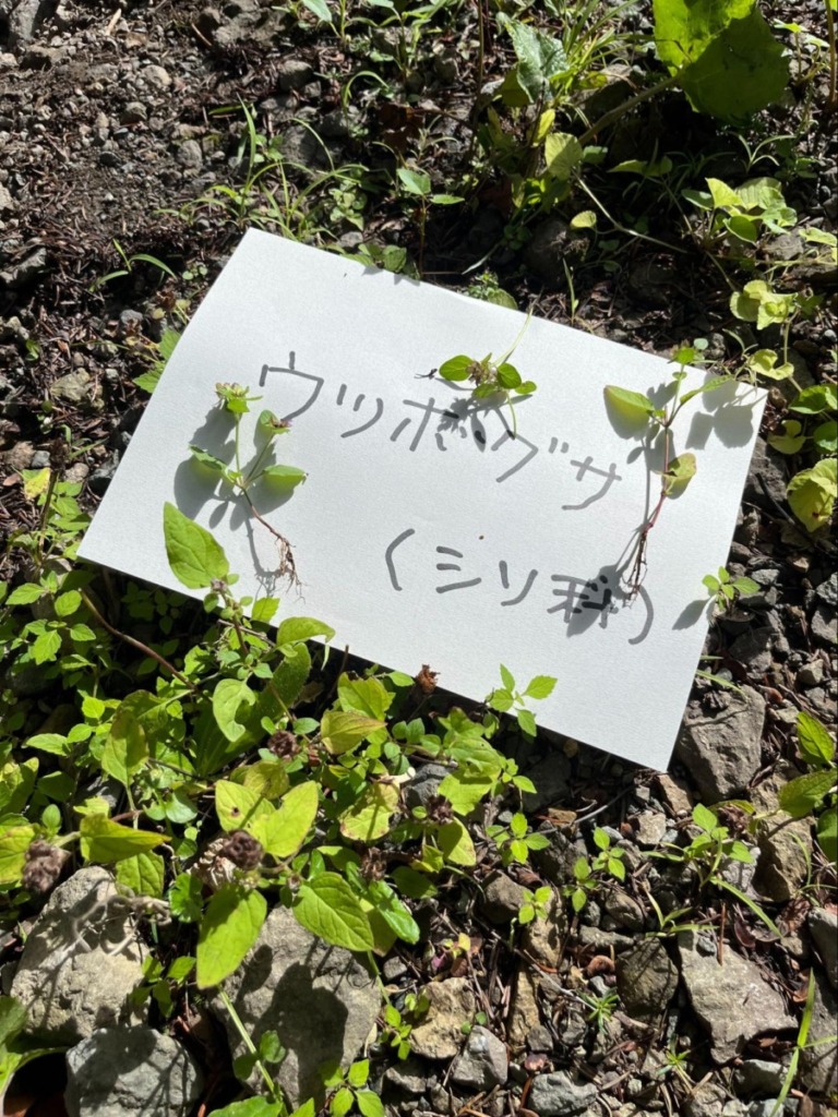 ウツボグサが自生している写真