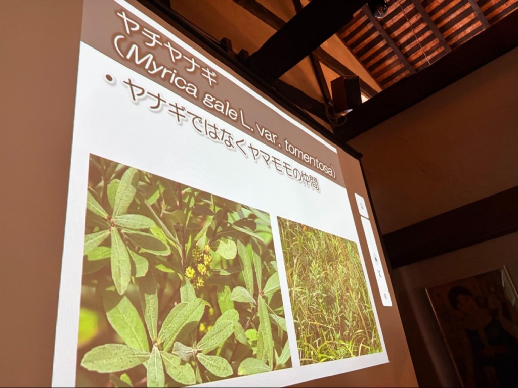 ヤチヤナギの解説