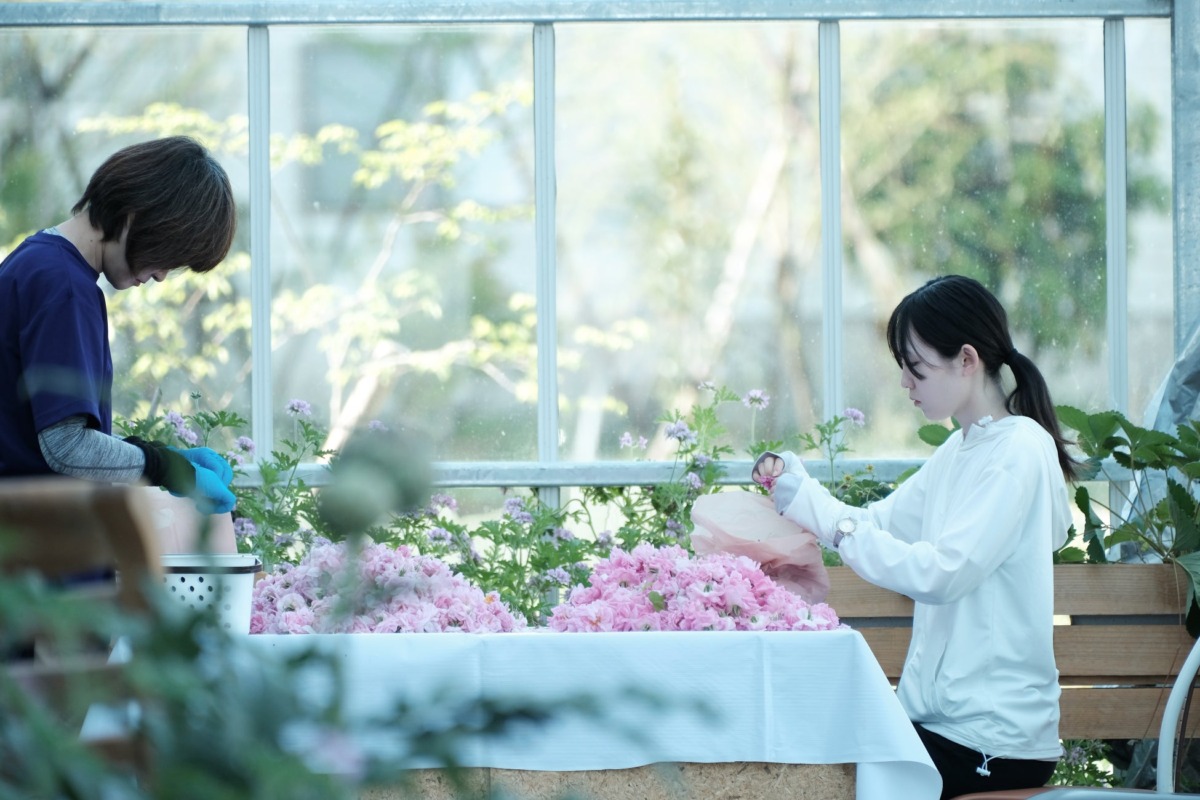 手摘みしたダマスクローズの花びらを手作業で分ける様子